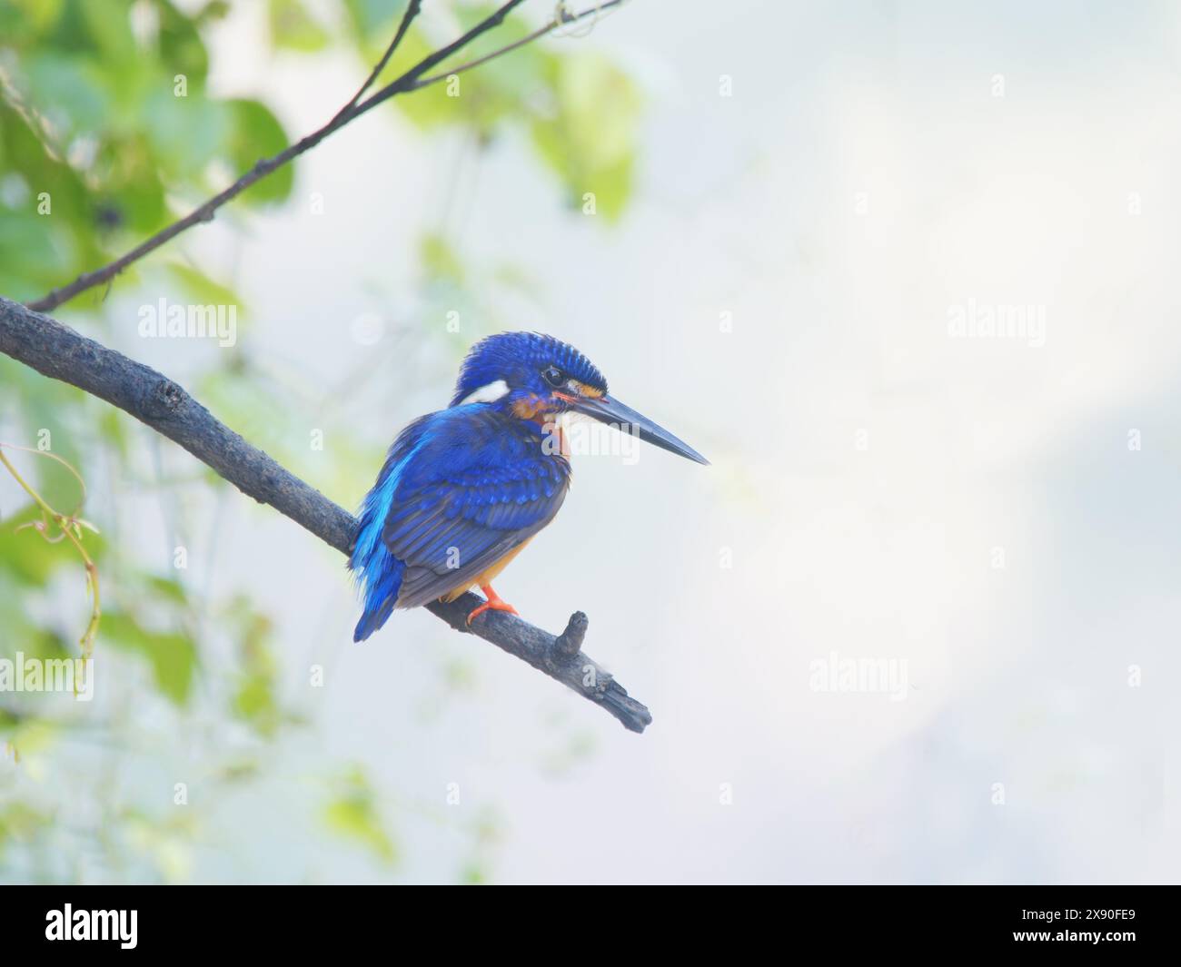 Kingfisher à oreilles bleues Alcedo meninting Sabah, Malaisie, Bornéo, se Asie BI040602 Banque D'Images