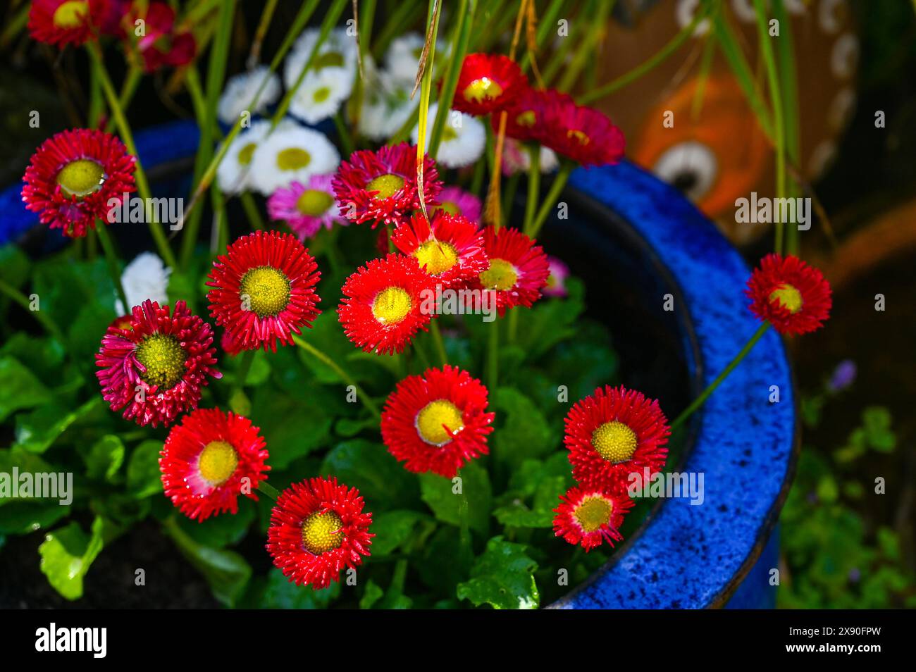 Belles petites fleurs de bellis ( Bellis perennis ) dans des pots de jardin urbains Banque D'Images