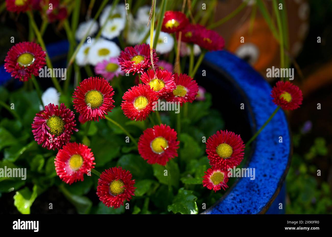 Belles petites fleurs de bellis ( Bellis perennis ) dans des pots de jardin urbains Banque D'Images