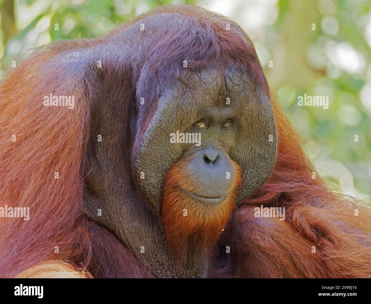 Orang-outan mâle dominant Pongo pygmaeus Sabah, Malaisie, Bornéo, Asie du Sud-est MA004746 Banque D'Images