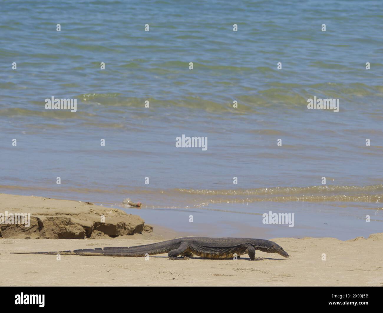 Asian Water Monitor Lizard Varanus salvator Sabah, Malaysia, Bornéo, se Asie RE000486 Banque D'Images