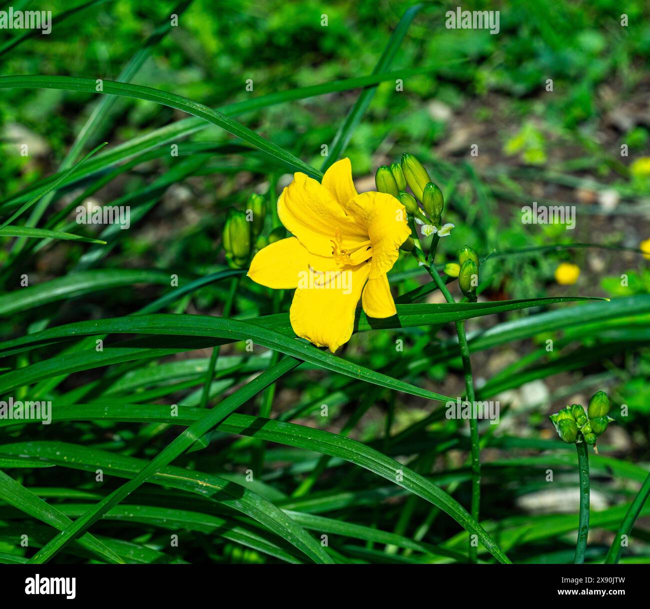 Amour diurly (Hemerocallis middendorffii). Famille des Asphodelaceae de l'ordre des Asparagales. Banque D'Images