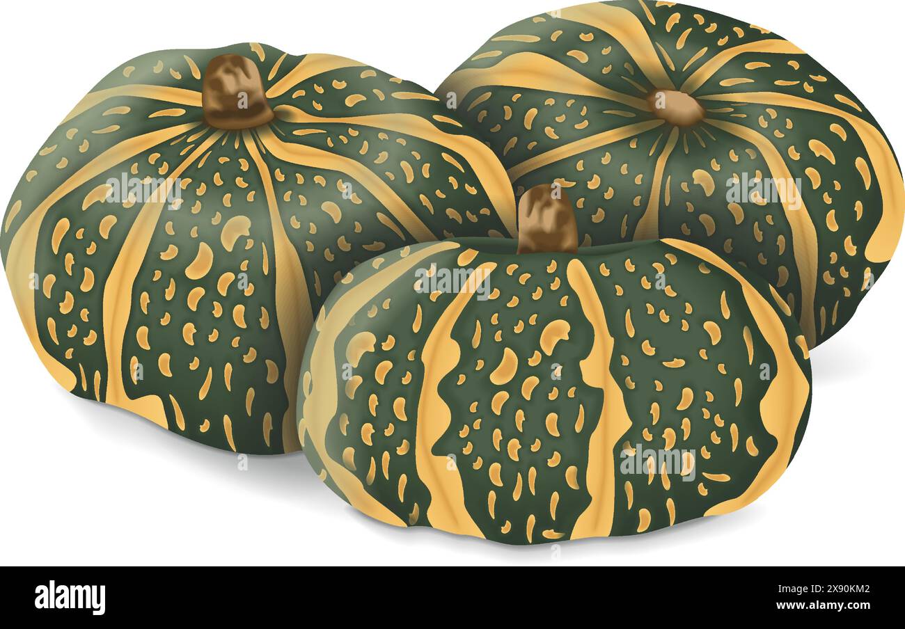 Groupe de courge d'hiver Delica ou citrouille Courge Delica Moretti. Cucurbita maxima. Fruits et légumes. Illustration vectorielle isolée. Illustration de Vecteur