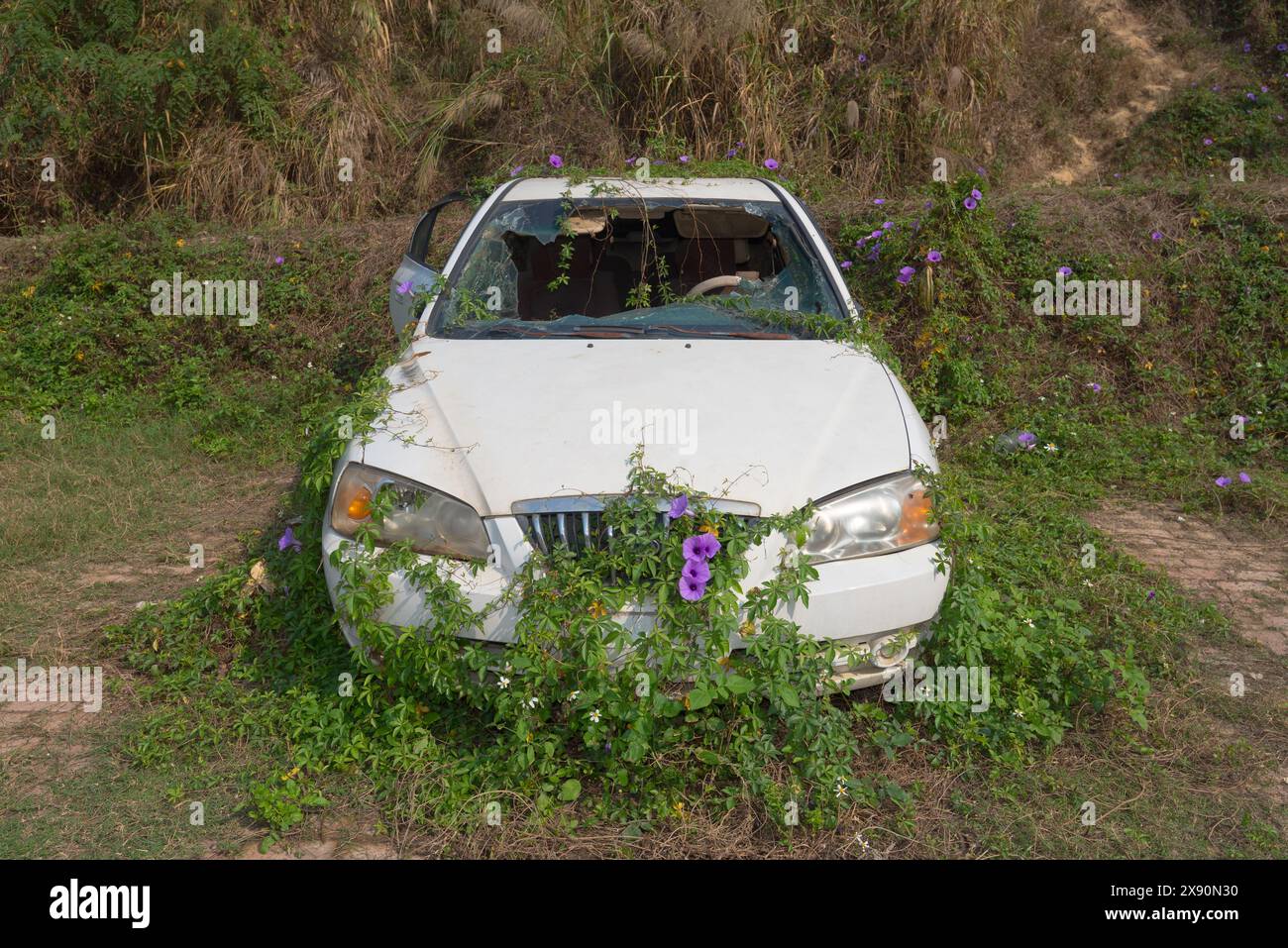 Une voiture abandonnée entourée de vignes et de gloires matinales Banque D'Images