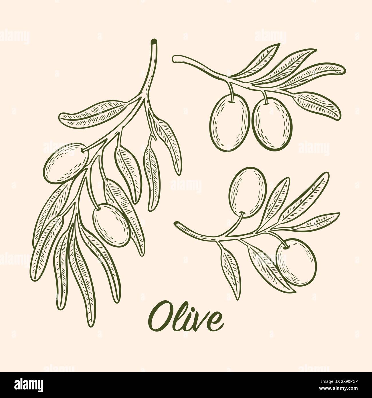 Dessin vectoriel de branches d'olivier avec des olives Illustration de Vecteur