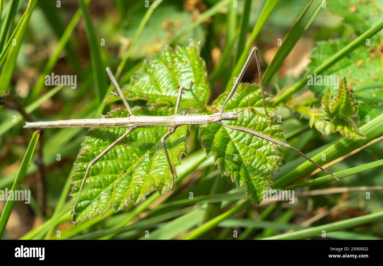 Macro gros plan d'un insecte bâton (Leptynia hispanica) sur une feuille Banque D'Images