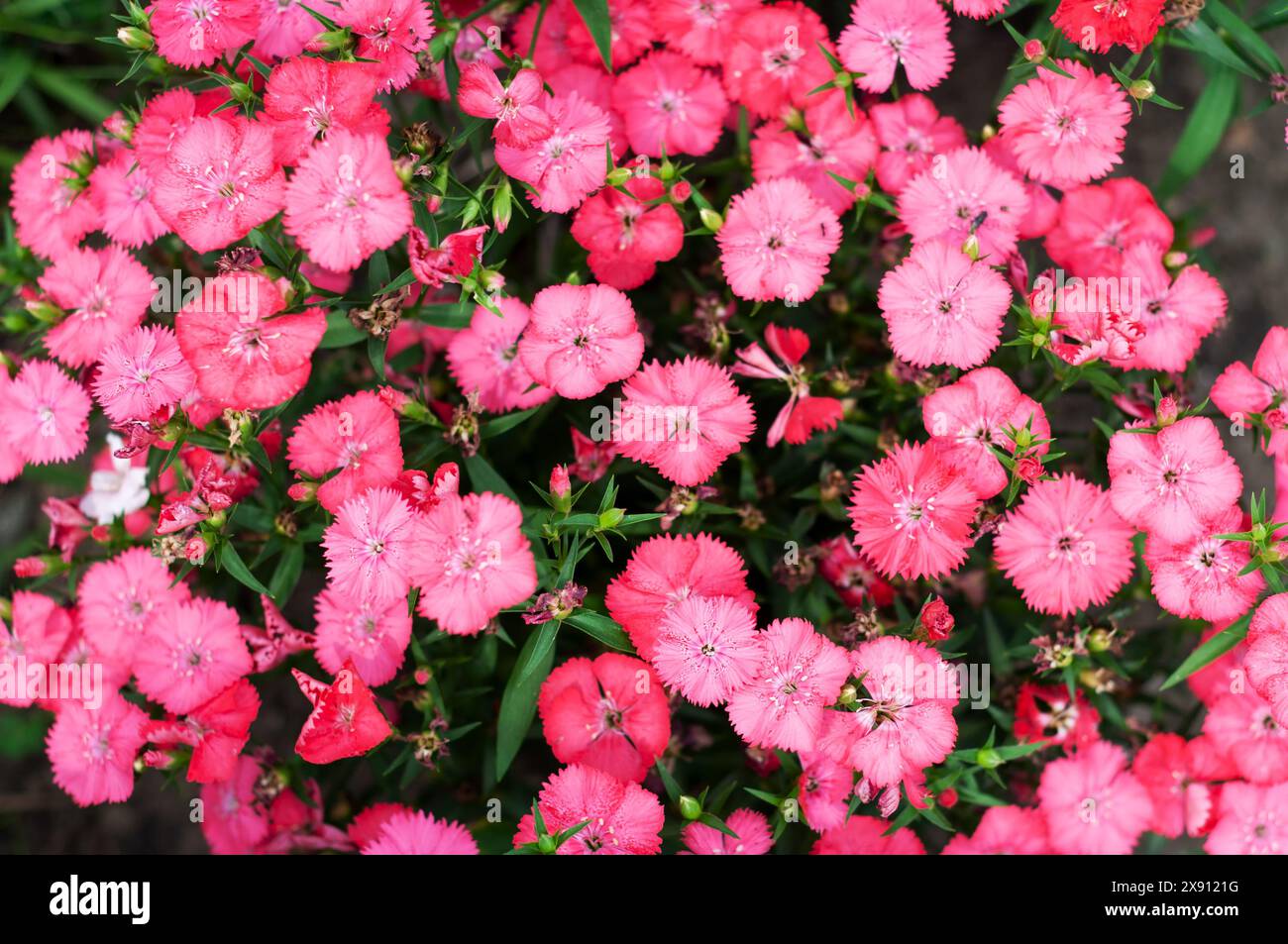 Fleur de Dianthus rose chaud dans le jardin Banque D'Images