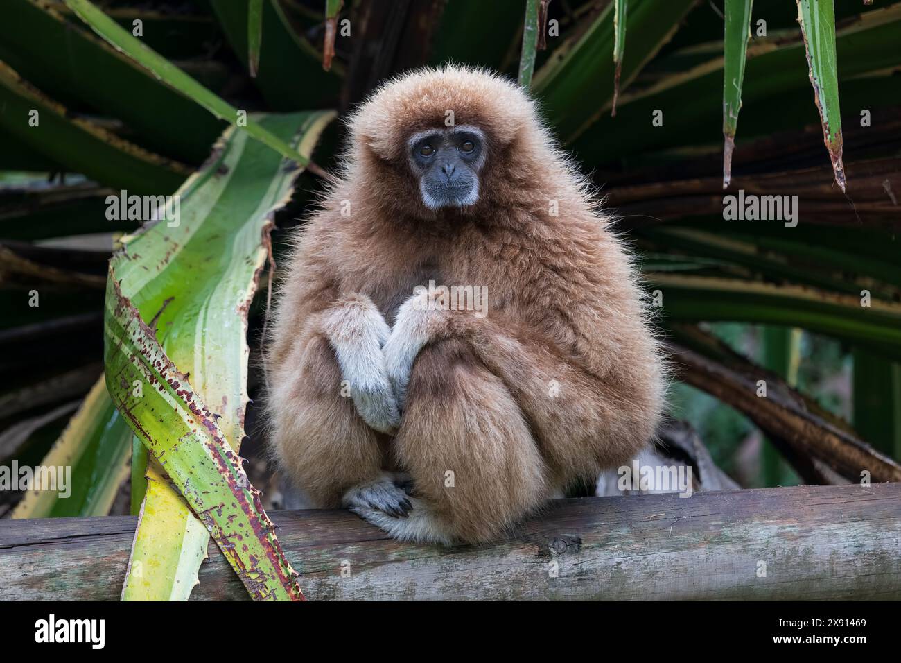 Le gibbon lar (Hylobates lar), gibbon à mains blanches, primate menacé dans la famille des Hylobatidae. Banque D'Images