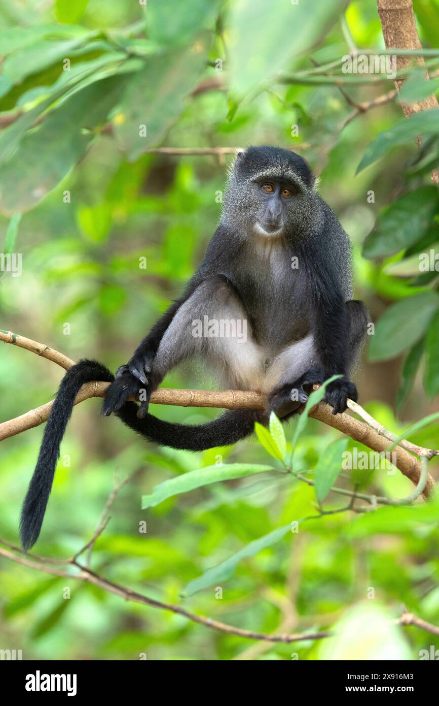 Dans le parc national de Manyara, le singe bleu vif oscille gracieusement, symbole coloré de la diversité de la faune et de l'habitat luxuriant du parc. Banque D'Images