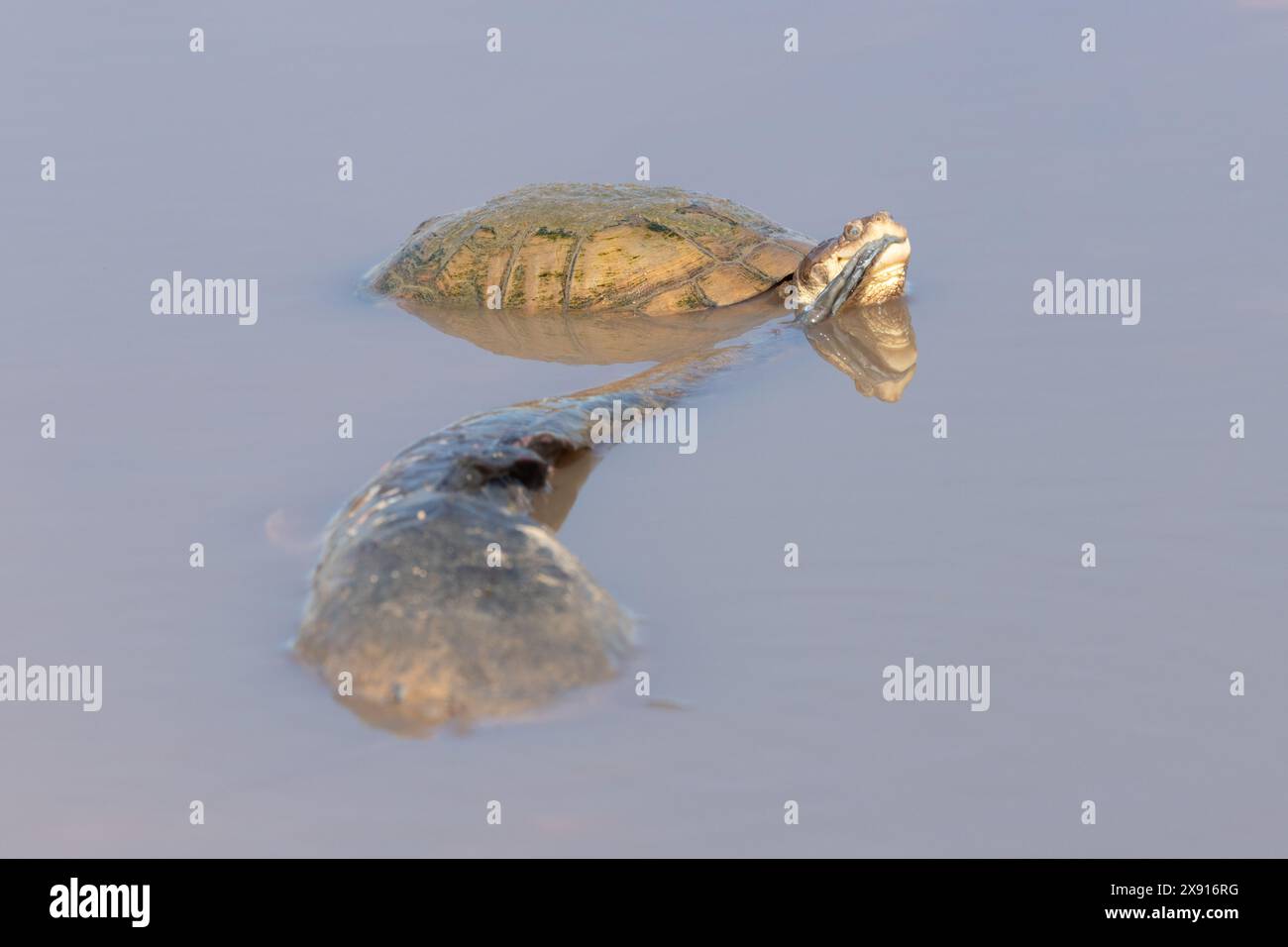 Une tortue dans le parc national d'Amboseli dégustant un repas unique, grignotant sur la queue d'un poisson-chat. Banque D'Images