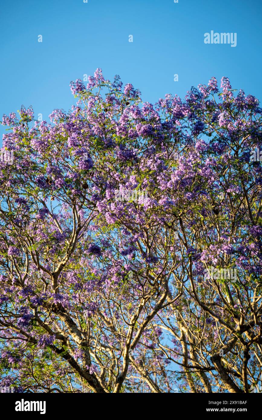 Jacaranda mimosifolia arbre en fleur, Antigua, Guatemala Banque D'Images