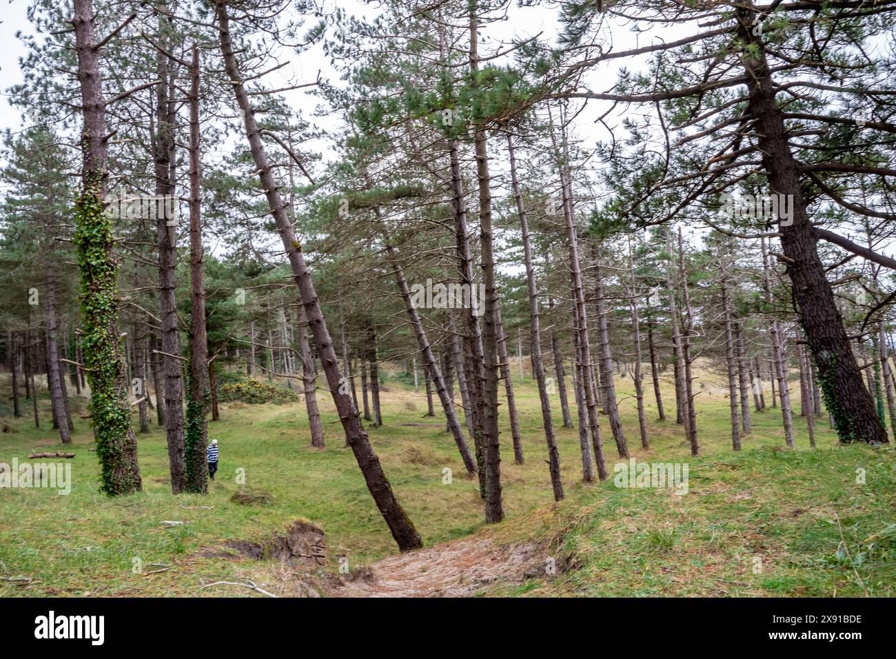 La forêt de Murvagh dans le comté de Donegal, Irlande. Banque D'Images