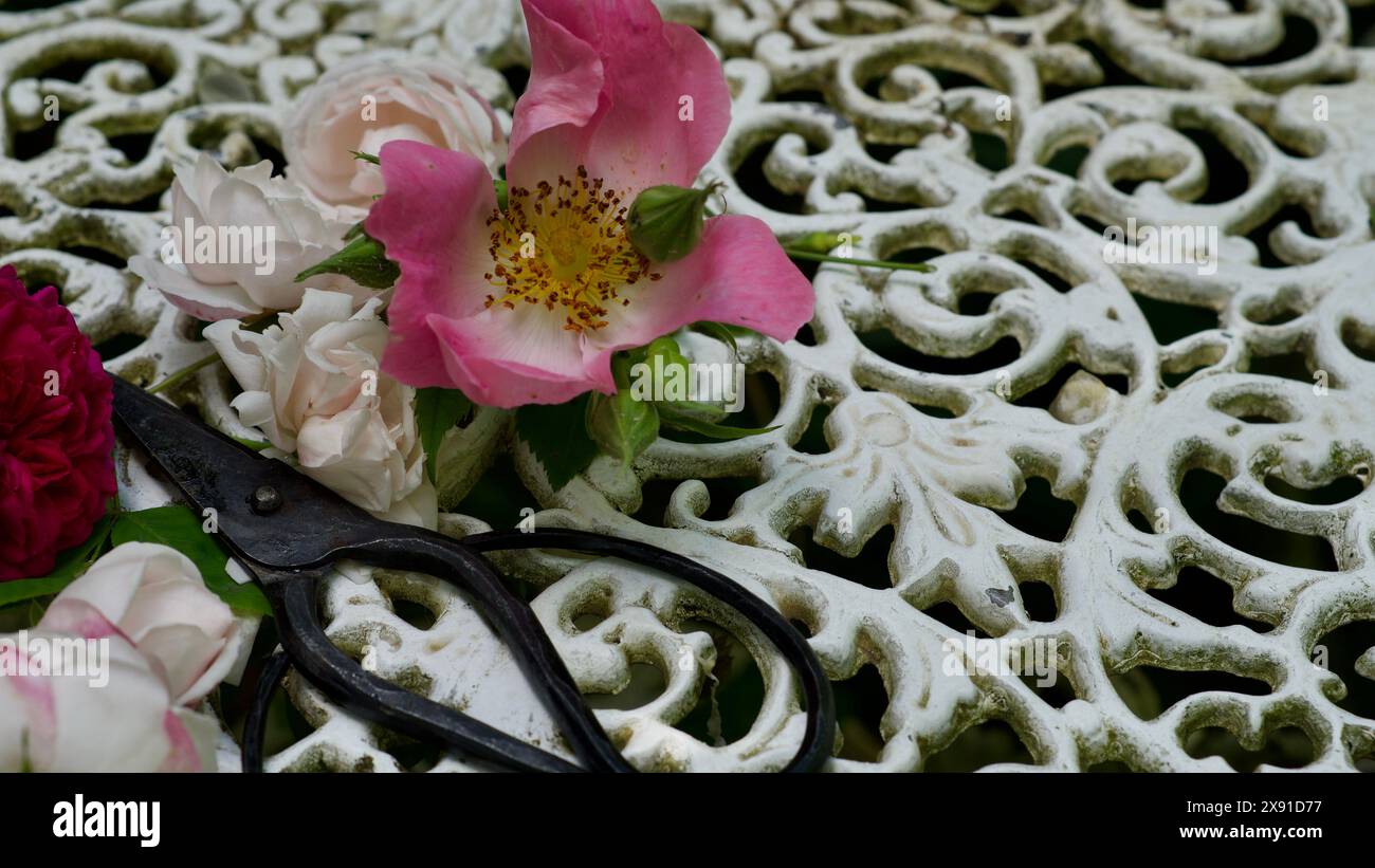 Roses fraîchement coupées sur une table de jardin blanche. Ciseaux forgés à la main. Concept de travail de jardin. Banque D'Images