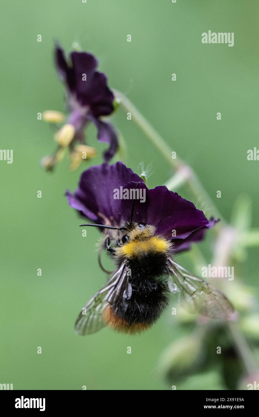 Bourdon précoce (Bombus pratorum) sur bec de crane (Geranium phaeum), Emsland, basse-Saxe, Allemagne Banque D'Images