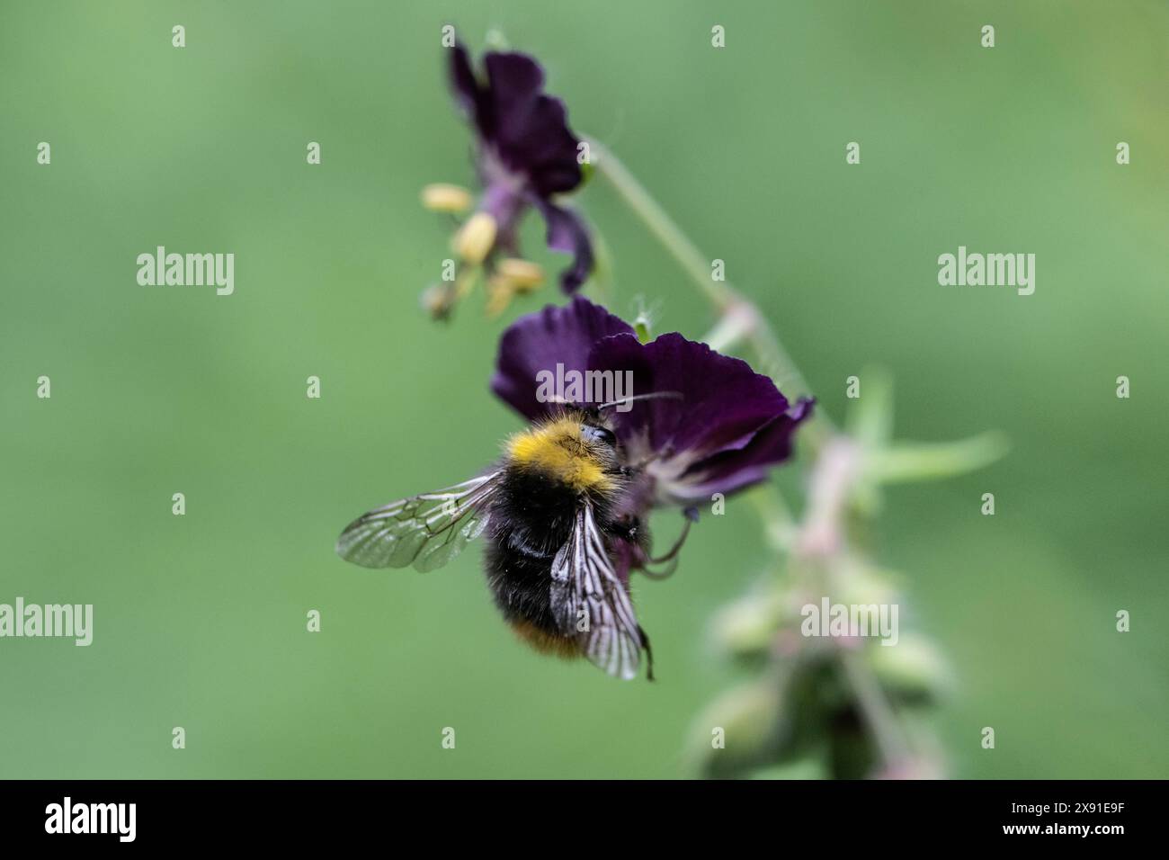 Bourdon précoce (Bombus pratorum) sur bec de crane (Geranium phaeum), Emsland, basse-Saxe, Allemagne Banque D'Images
