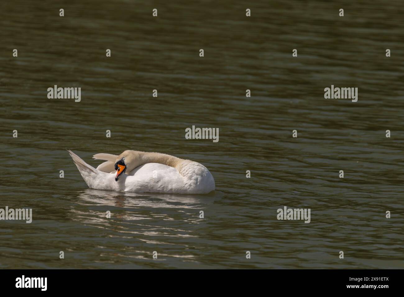 Cygnes sur l'étang de Nesyt dans le jour nuageux de couleur printanière en Moravie du sud Banque D'Images