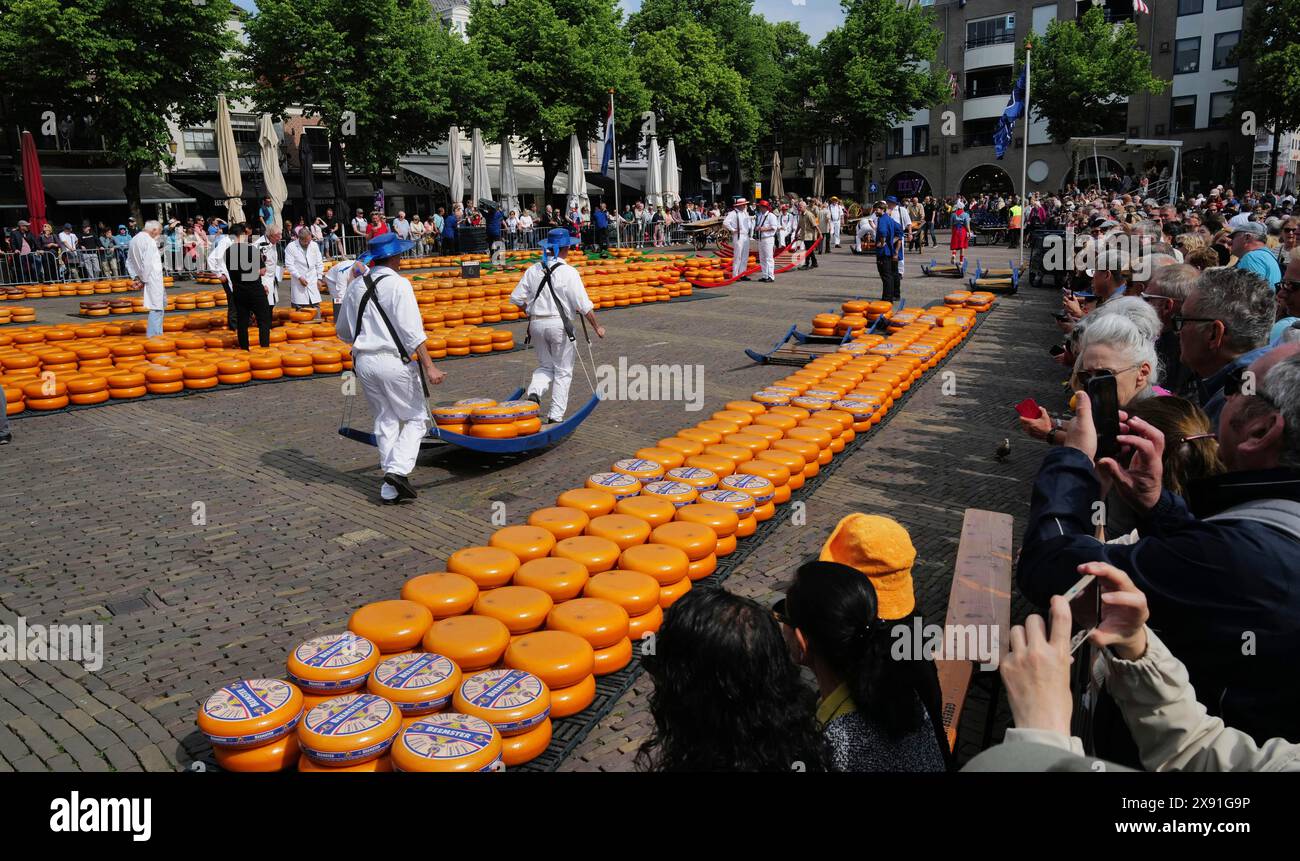 Les porteurs de fromage portent une lourde charge de fromage au marché du vendredi. Alkmaar, pays-Bas Banque D'Images