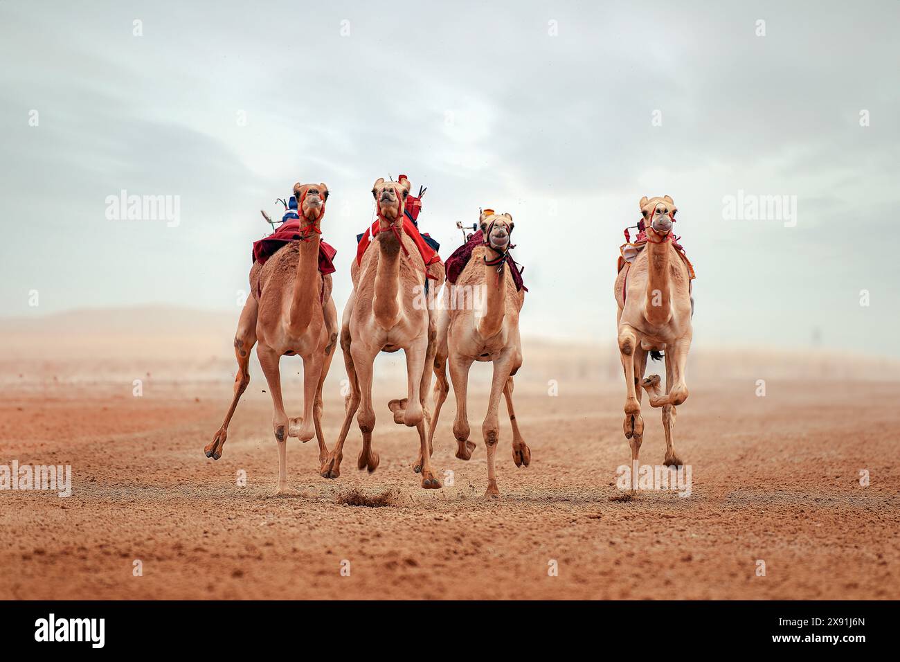 Course de chameaux. Shahaniyah Camel Race Track Qatar Banque D'Images
