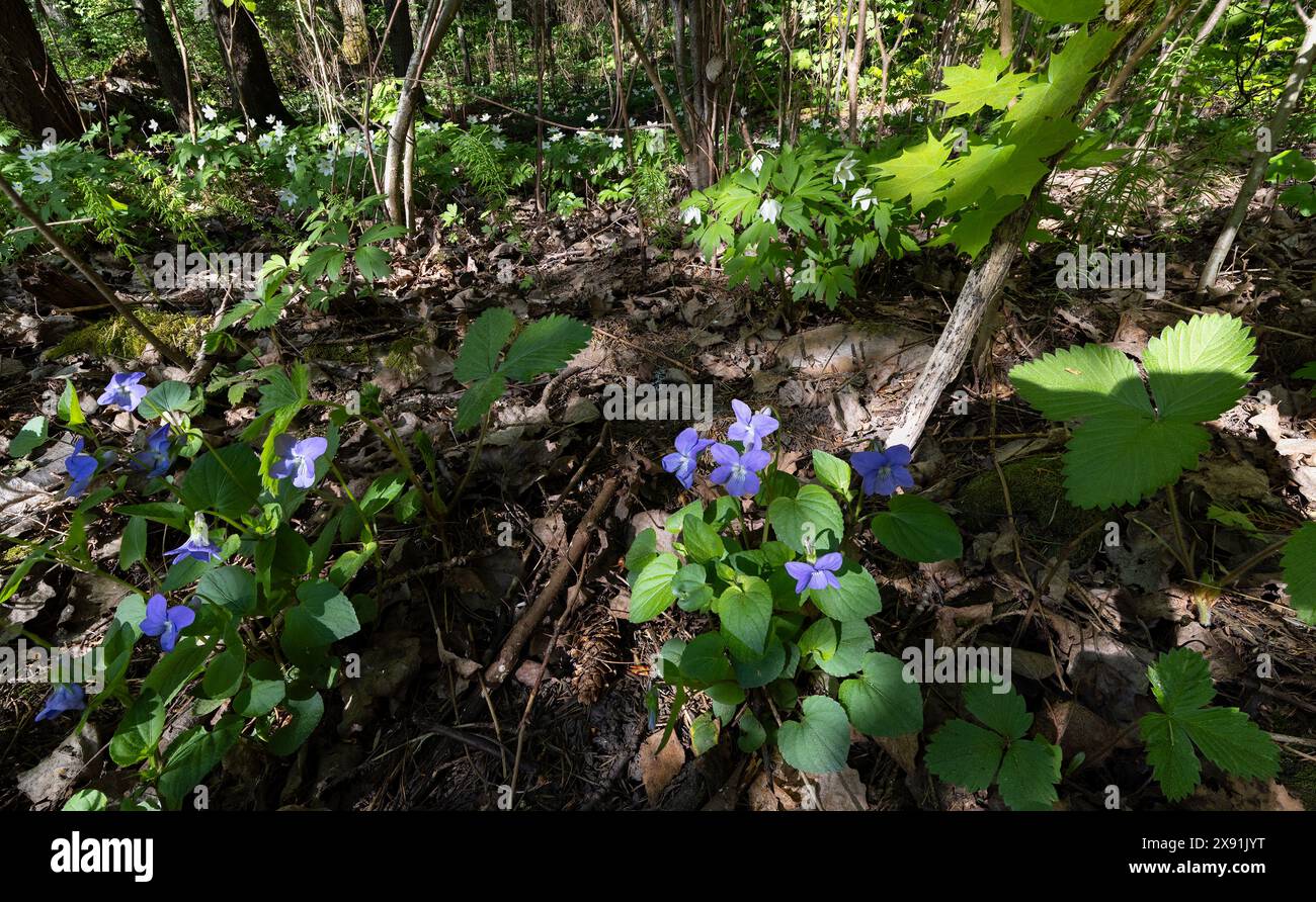 Chien commun-violet Banque D'Images