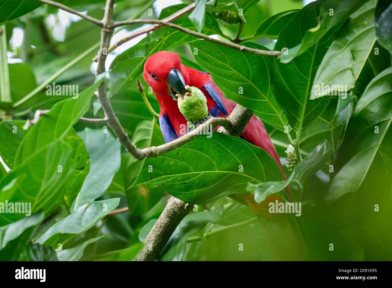 Eclectus de Papou, eclectus à faces rouges ou eclectus de Nouvelle-Guinée, Eclectus roratus, Raja Ampat Biodiversity nature Resort, Waigeo, Raja Ampat, Papouasie occidentale, Banque D'Images