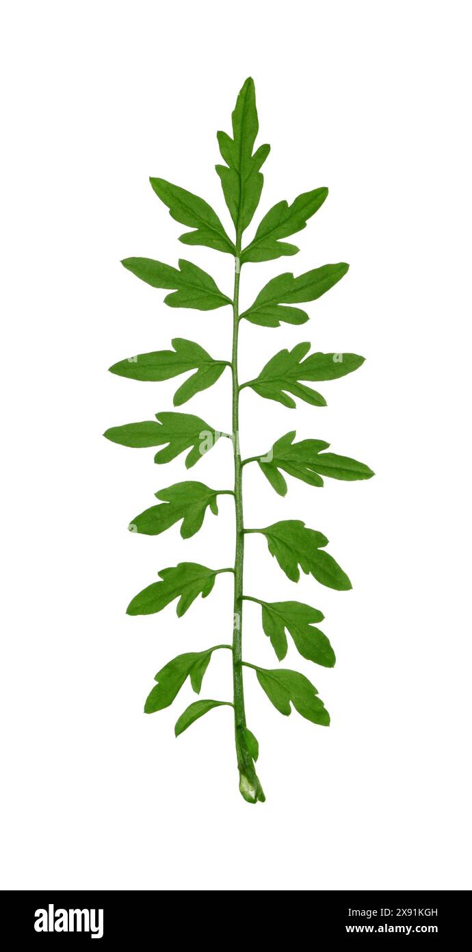 Cresson amer à feuilles étroites - Cardamine impatiens Banque D'Images