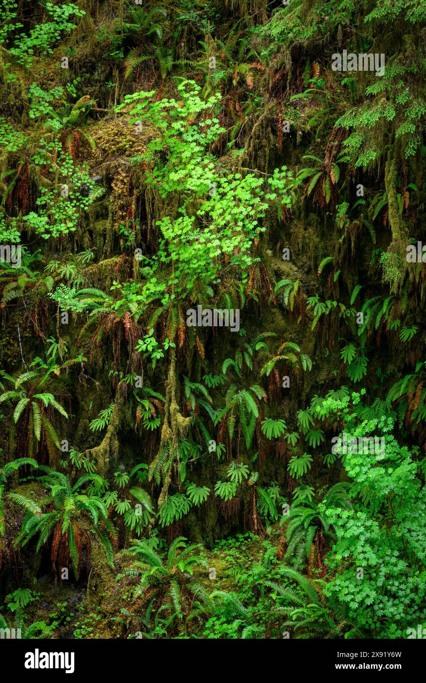 Fougères, mousse et érable à vigne ; sentier Quinault Rainforest, Olympic National Forest, Washington, États-Unis. Banque D'Images