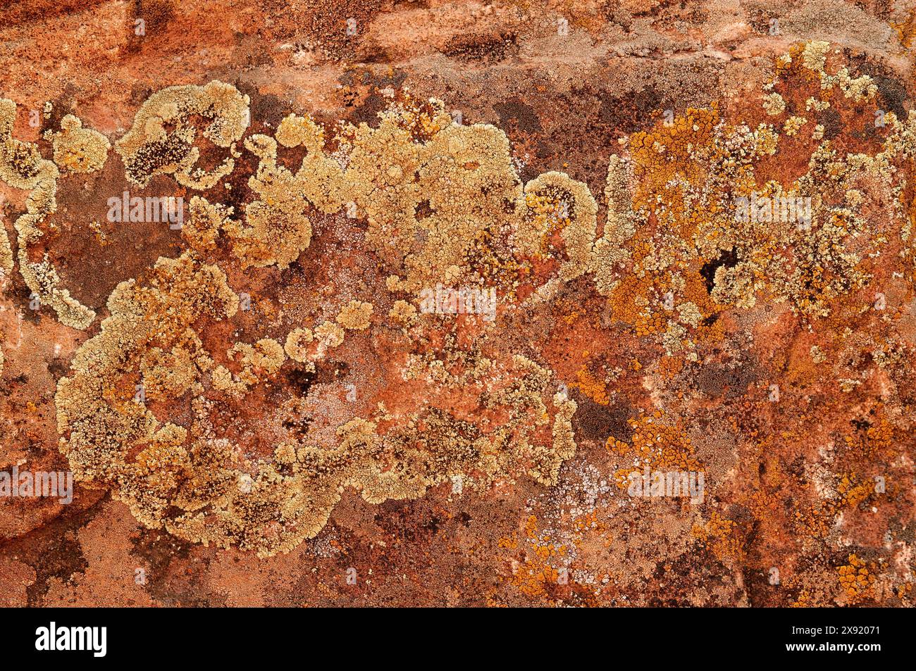 Lichen sur rocher de grès dans Canyon de Chelly National Monument, Arizona. Canyon de Chelly National Monument Arizona USA Copyright : xGregxVaughnx/xVWPi Banque D'Images