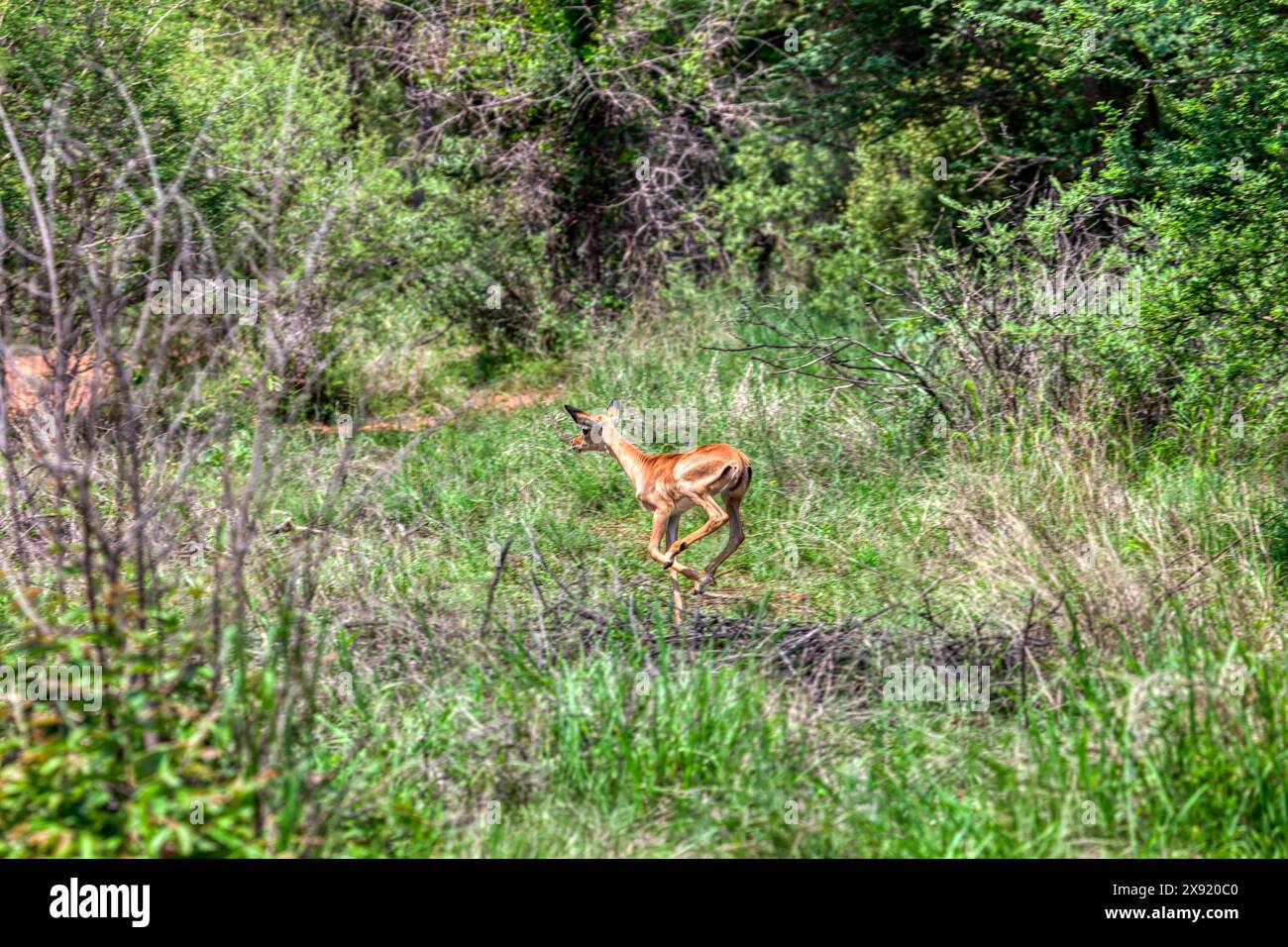 bébé impala antilope courant dans la brousse Banque D'Images bébé impala antilope courant dans la brousse Banque D'Images
