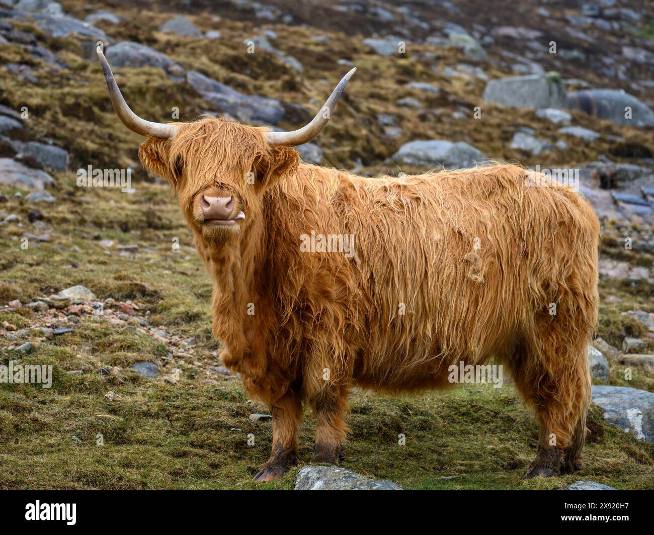 Île de Lewis et Harris, Hébrides extérieures, Écosse. Île de Lewis et Harris Écosse Copyright : xGregxVaughnx/xVWPicsx GV24030940 Banque D'Images