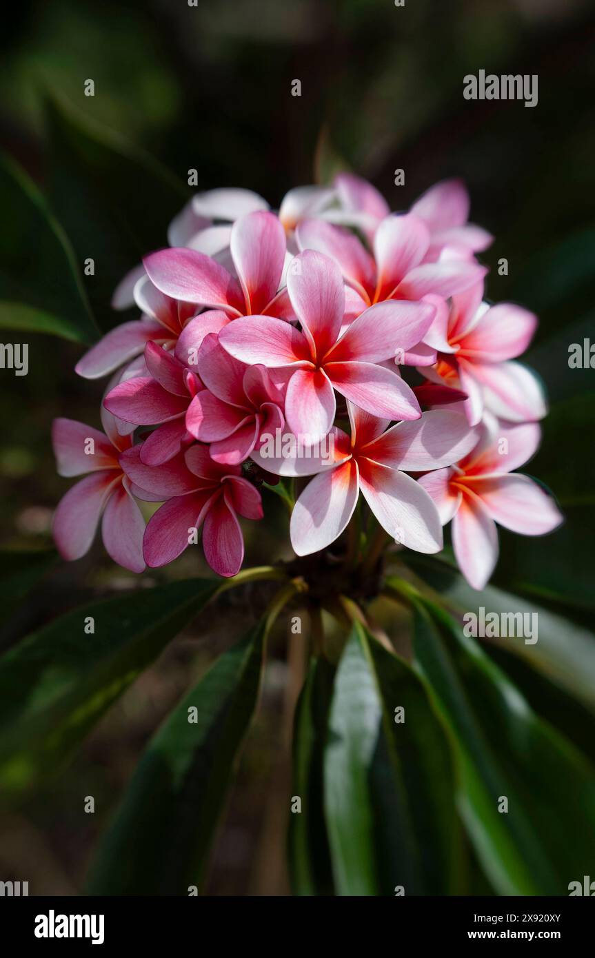 Fleurs de Plumeria rose Maui, Hawaii Maui Hawaii USA Copyright : xGregxVaughnx/xVWPicsx GV0707382 Banque D'Images