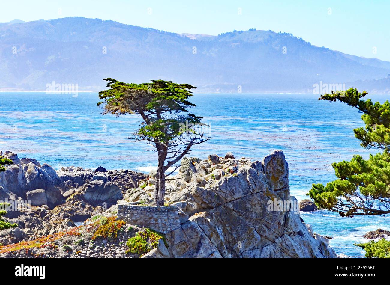 The Lone Cypress, Pebble Beach, Monterey, Californie, États-Unis Banque D'Images