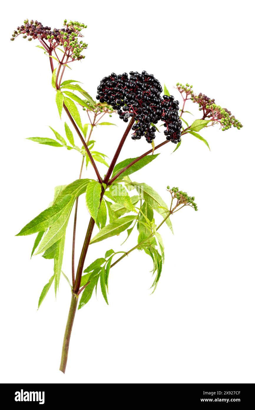 Sambucus ebulus, sureau avec des fruits érigés et toxiques, le reste de la plante contient des utilisations médicinales. Sureau 016818 083 Banque D'Images