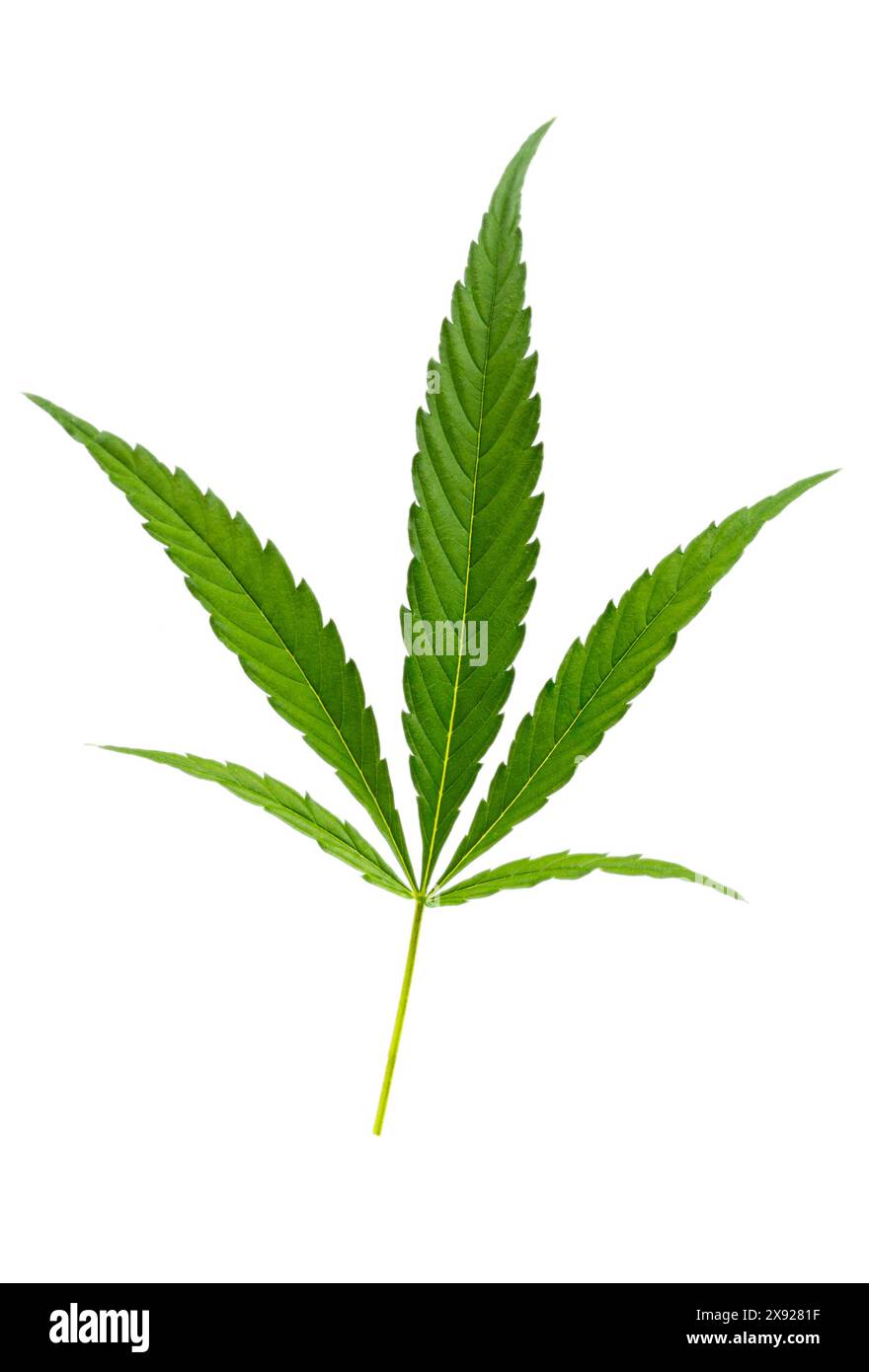 Feuilles de cannabis. Extrait de CBD de feuille de chanvre. Cannabis 016818 018 Banque D'Images