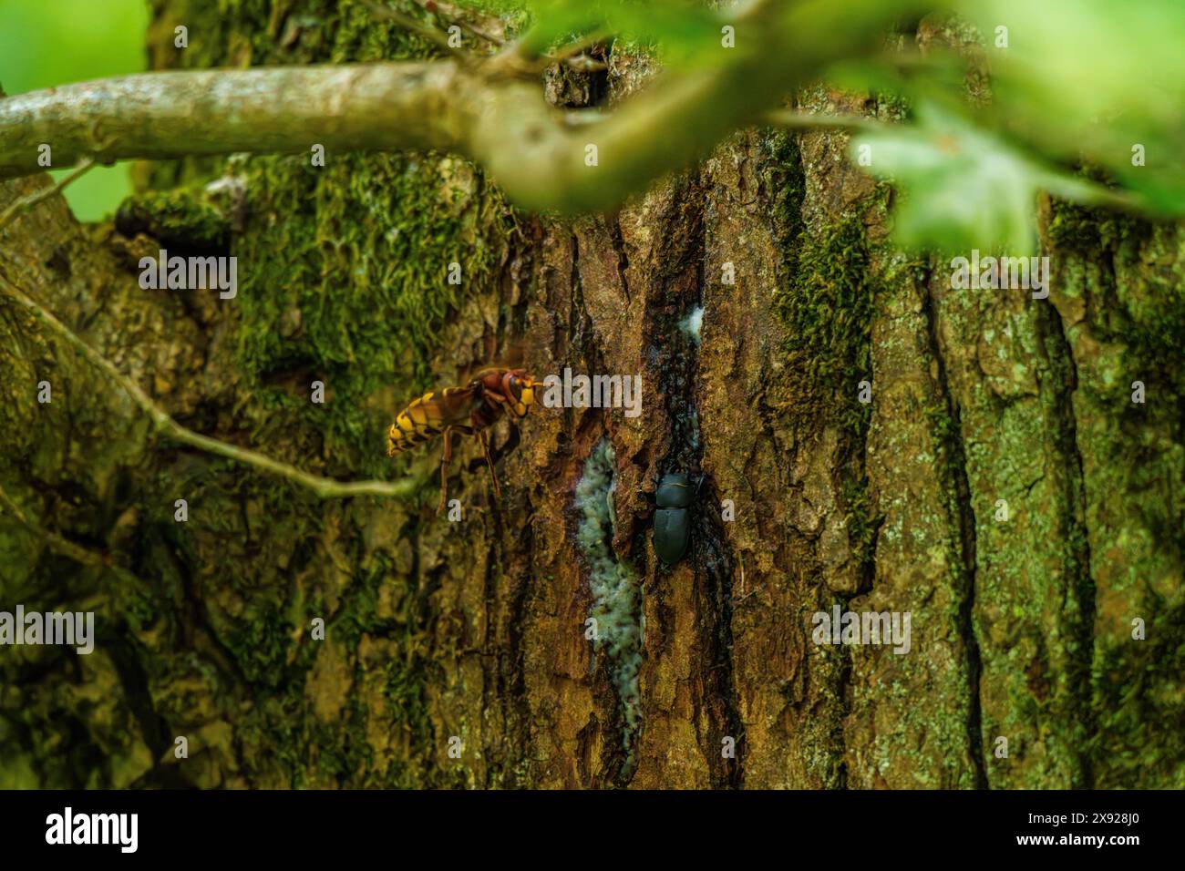 Un gros plan d'une guêpe perchée sur un tronc d'arbre, entourée de feuillage vert et de branches ligneuses, mettant en valeur la beauté complexe de cet insecte Banque D'Images