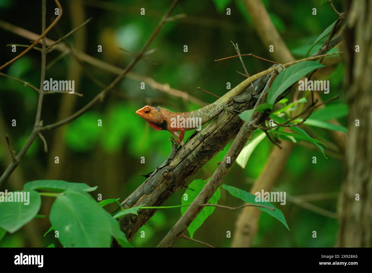 Lézard de jardin oriental (Calotes versicolor), également appelé lézard de jardin oriental, lézard de jardin indien, lézard de jardin commun, suckerchangea de sang Banque D'Images