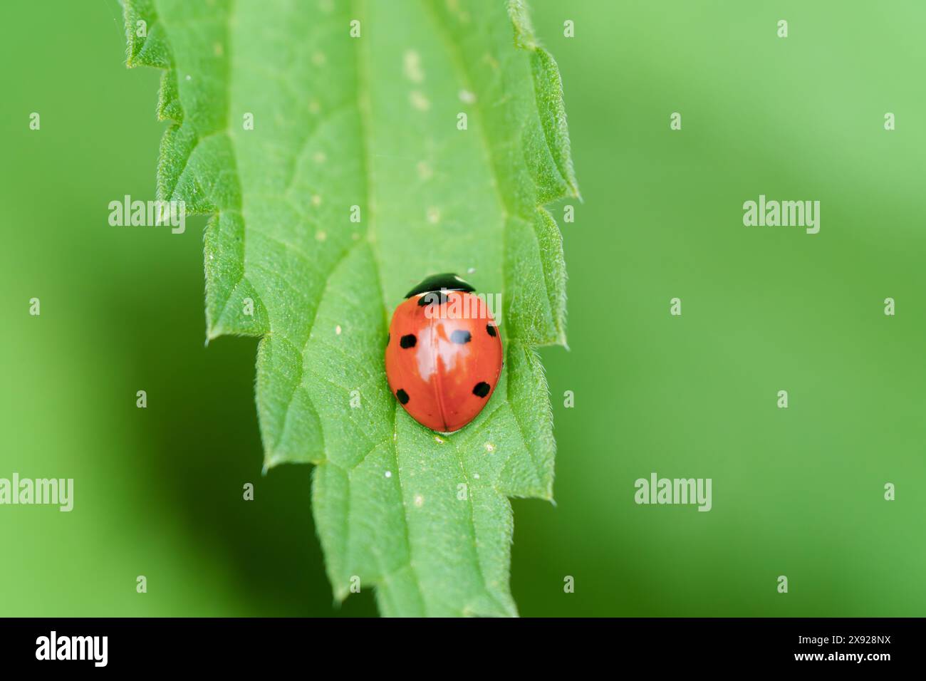 Une coccinelle se perche délicatement sur une feuille verte vibrante dans un moment serein d'harmonie avec la nature Banque D'Images