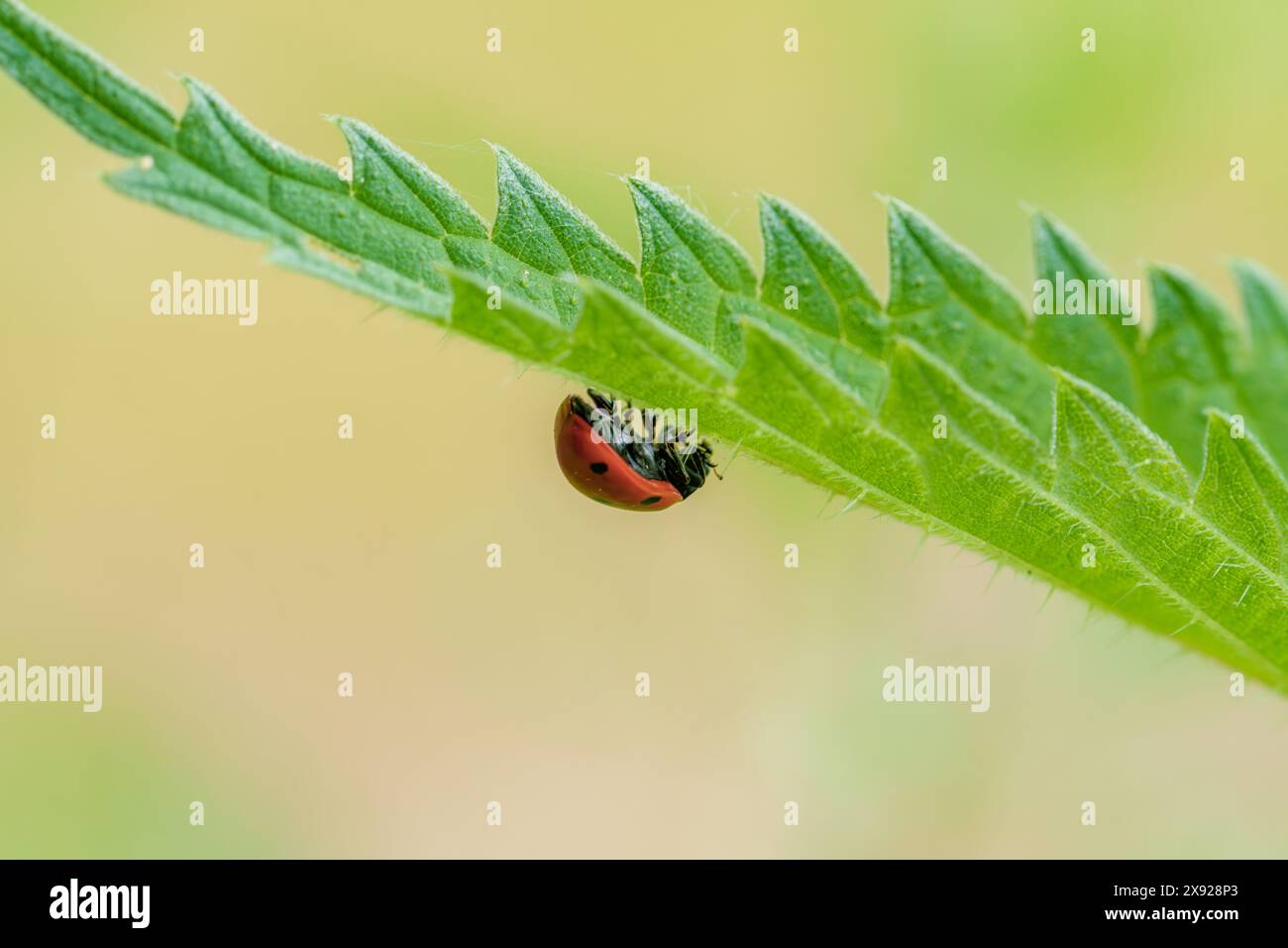Une coccinelle, un insecte, est perchée sur une feuille verte. Cet arthropode, un pollinisateur, peut être trouvé sur les plantes, ajoutant de la couleur. Les coccinelles, aussi les coléoptères, aident l'esprit Banque D'Images