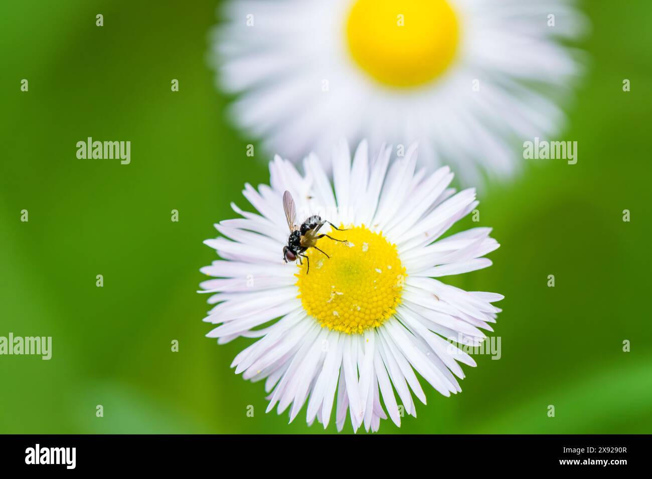 Une petite mouche se perche délicatement sur une fleur blanche au centre jaune vif, entourée de délicats pétales. La scène présente un pollinisateur int Banque D'Images