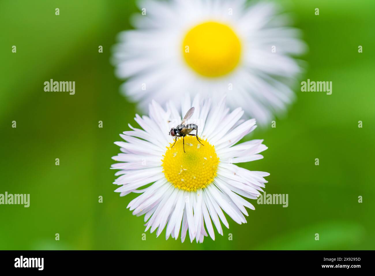 Une petite mouche se perche délicatement sur une fleur blanche au centre jaune vif, entourée de délicats pétales. La scène présente un pollinisateur int Banque D'Images