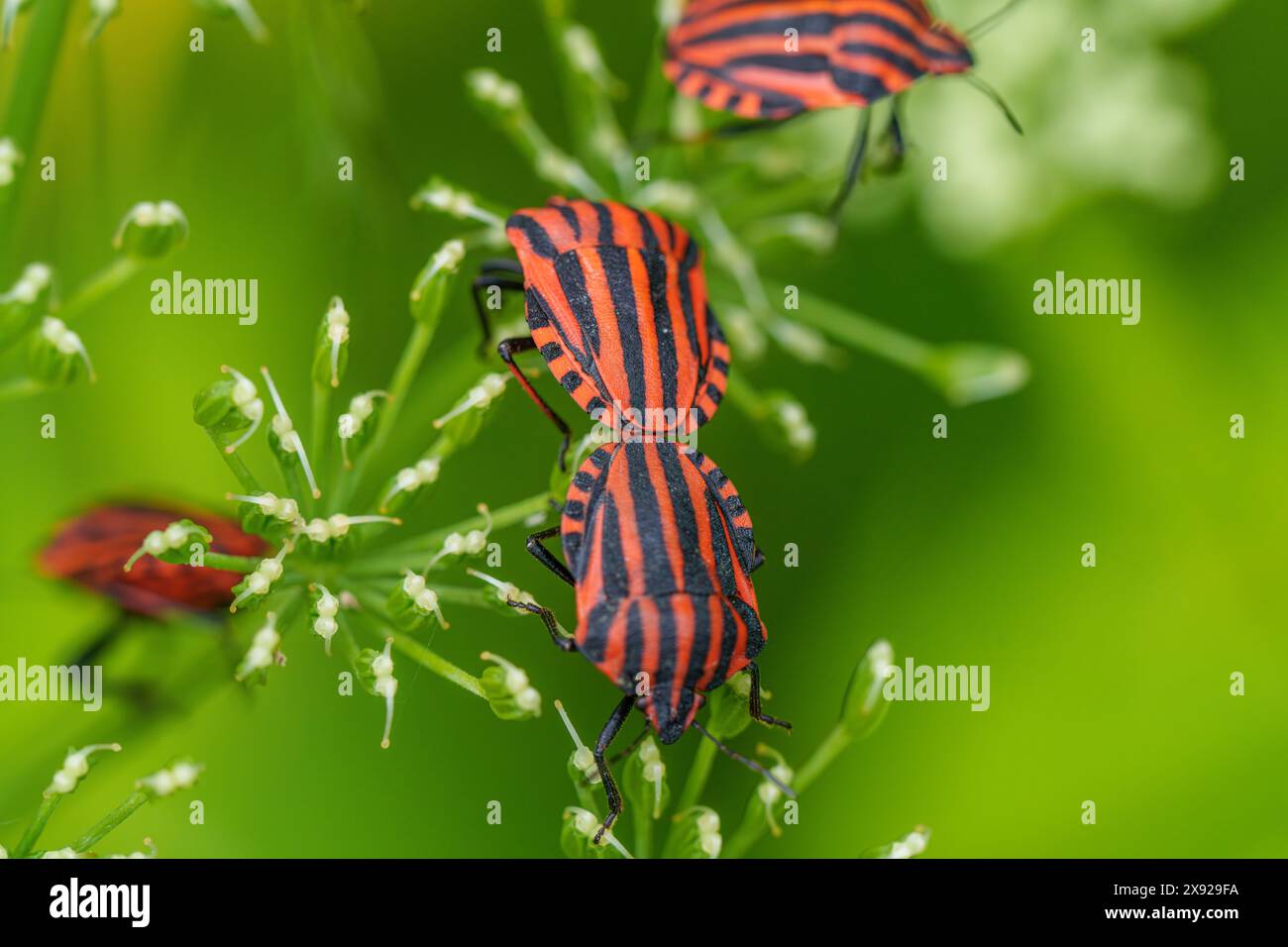 Deux insectes rayés rouges et noirs sont perchés sur une plante, agissant peut-être comme pollinisateurs sur une plante à fleurs terrestre dans une zone herbeuse Banque D'Images