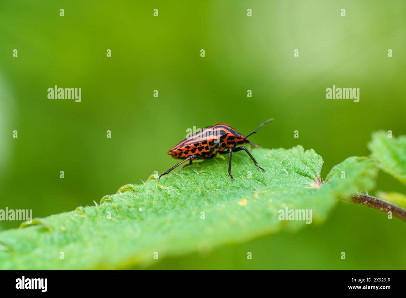 Un petit coléoptère rouge et noir est perché sur une feuille verte vibrante, représentant une vue rapprochée d'un insecte terrestre dans son habitat naturel Banque D'Images