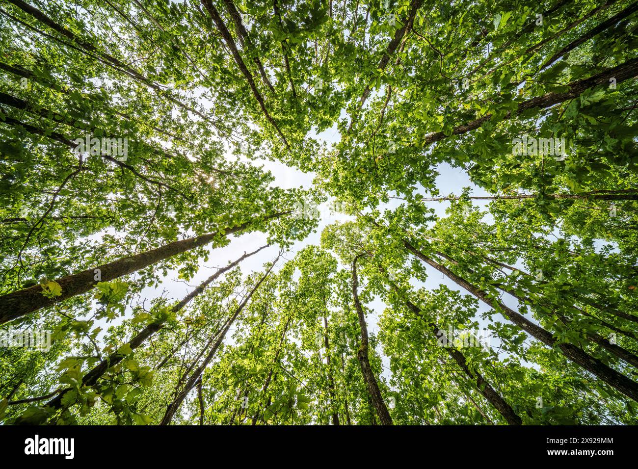 Observer un grand tronc d'arbre avec des feuilles vertes sous le ciel dans un paysage naturel. L'arbre se dresse comme une plante terrestre avec des brindilles, du bois et de l'herbe Banque D'Images