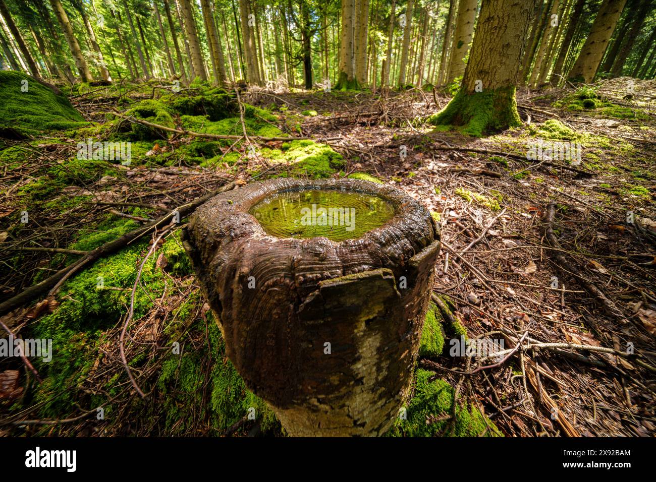 Au centre d'une zone boisée se dresse un gros rocher entouré d'eau Banque D'Images