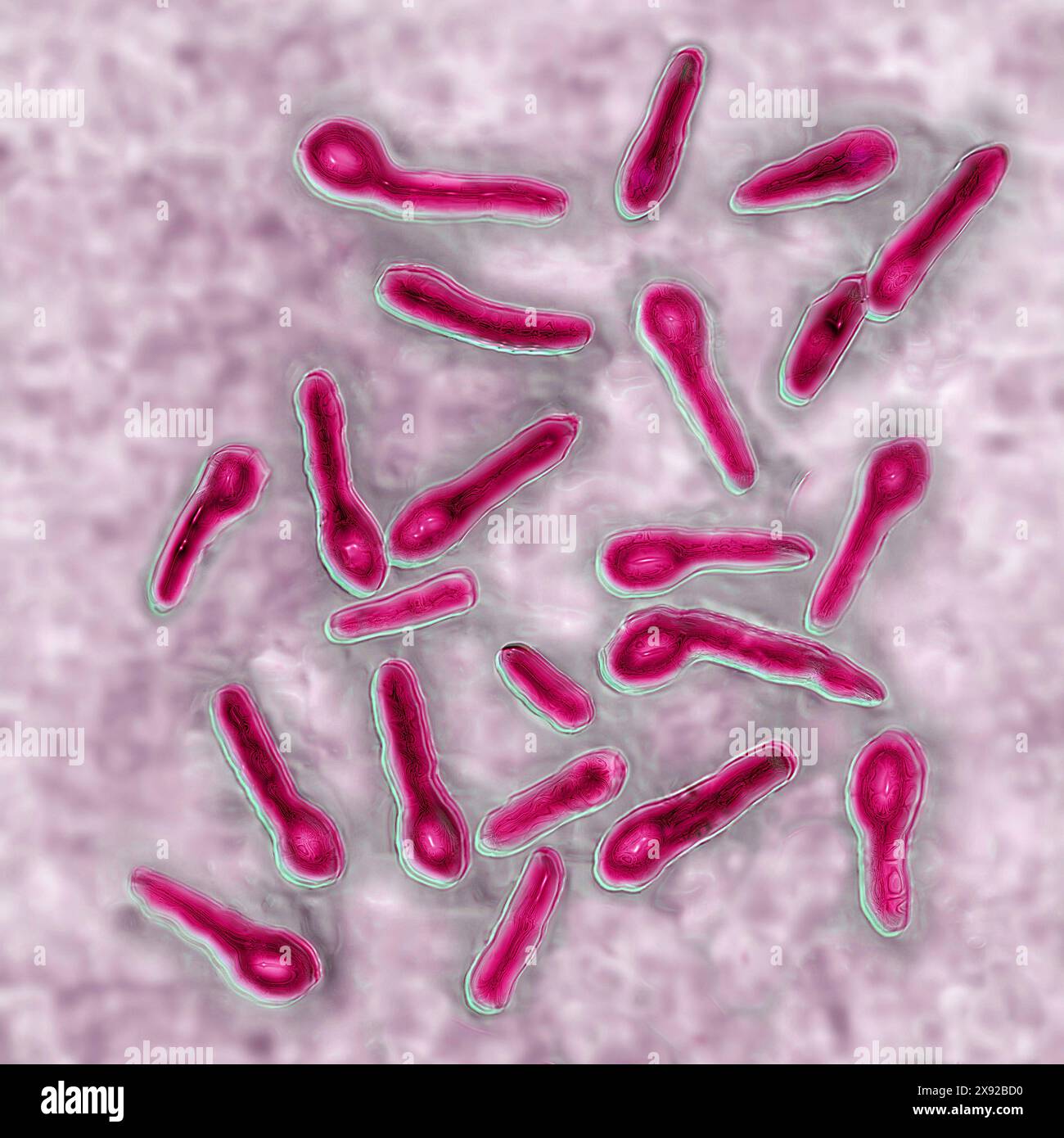 Clostridium tetani ou bacille de NicolaÃer est la bactérie responsable du tétanos. Même une contamination minimale dans une plaie conduit à la production d'une toxine neurotrope, la tétanospasmine, qui se lie au système nerveux central, causant des contractures et une paralysie. Image produite par microscopie optique. Bacille tétanique 016813 060 Banque D'Images