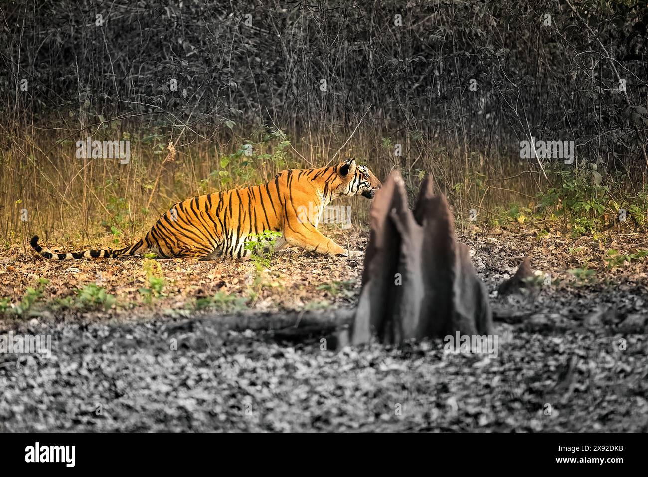 Tigre de Bengala, Panthera tigris, en Kabini. Inde Banque D'Images