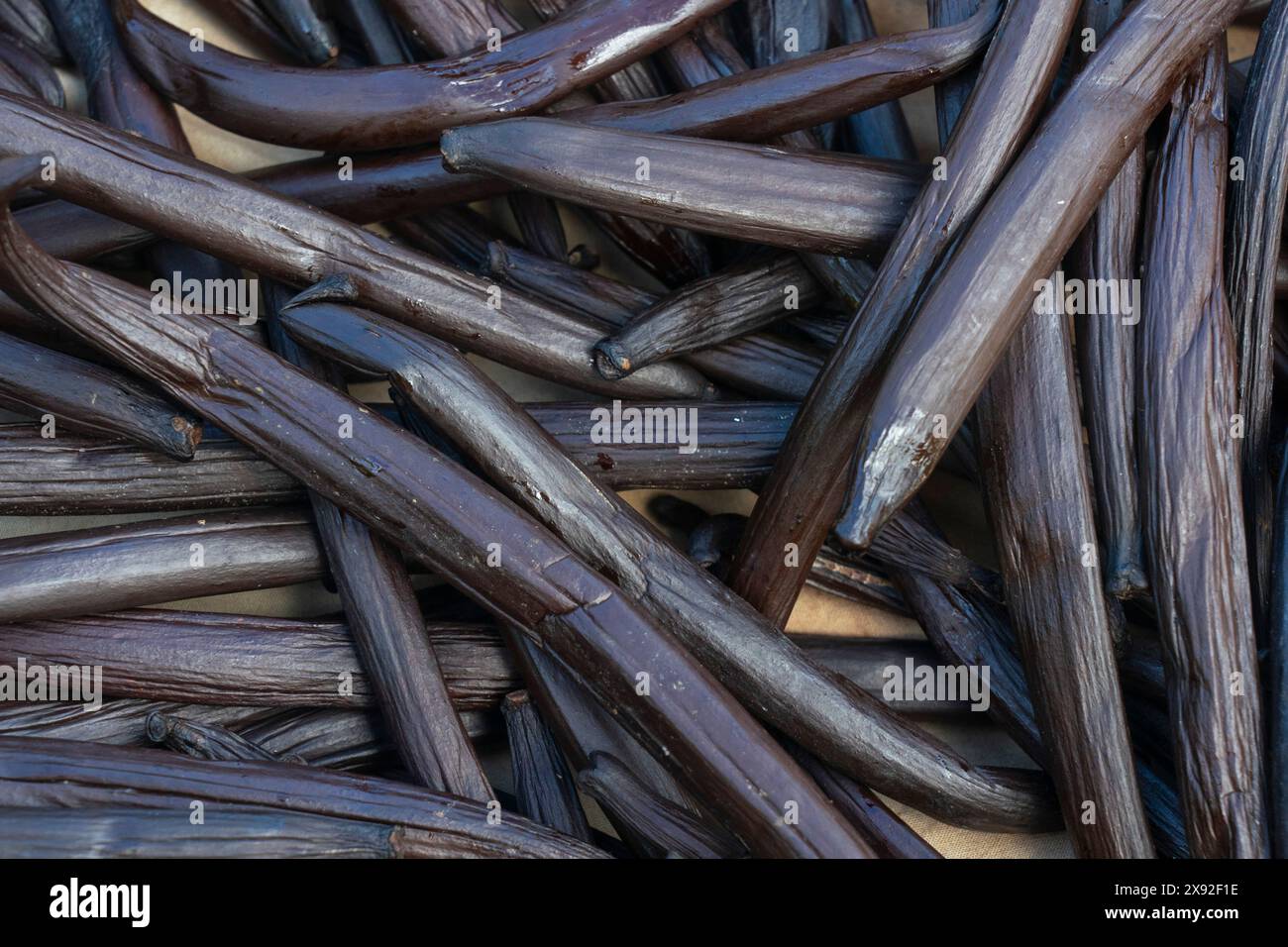 Gousses de vanille, Taha'a, Îles de la Société, Polynésie française. Banque D'Images