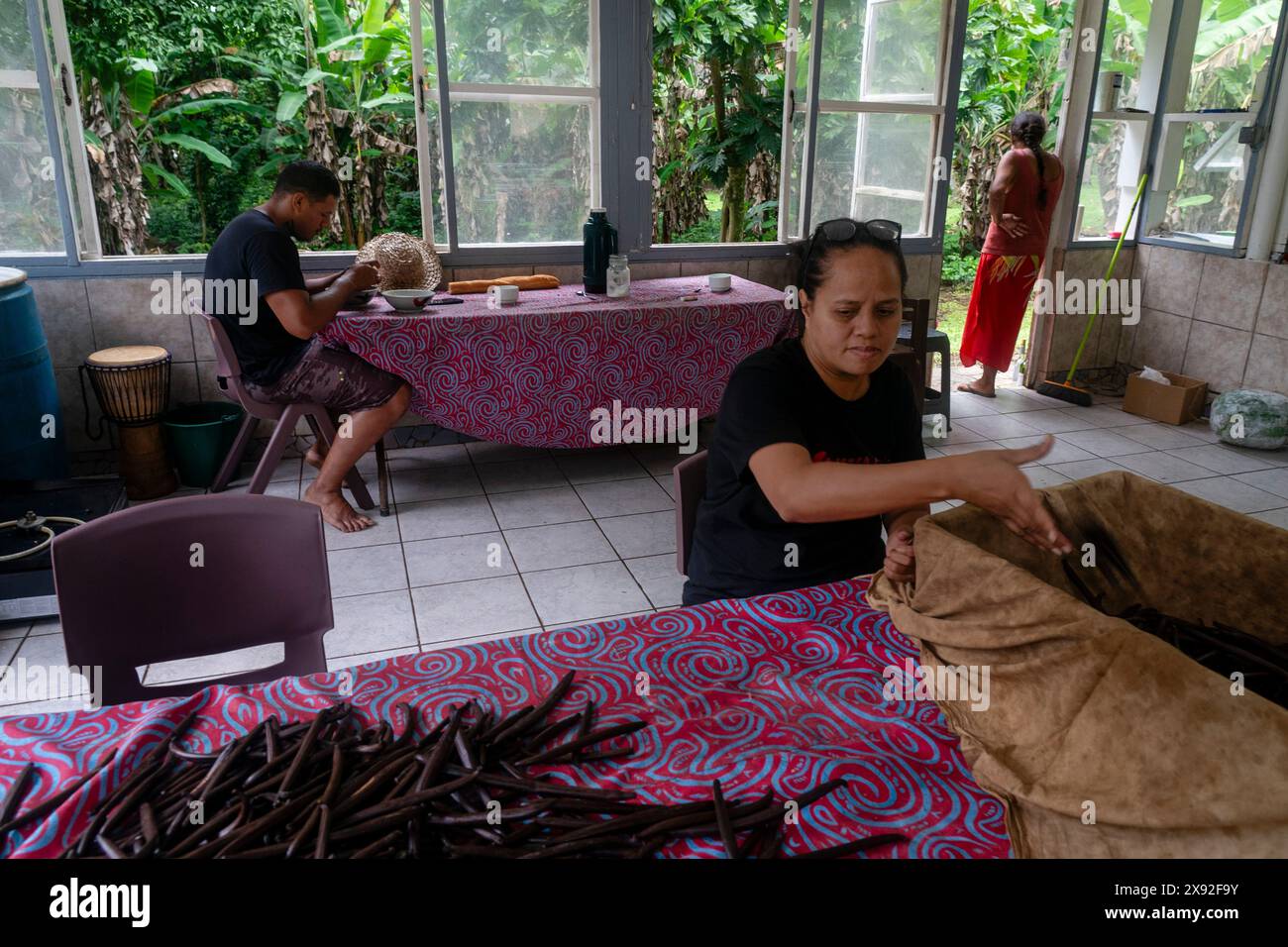 Gousses de vanille, Taha'a, Îles de la Société, Polynésie française. Banque D'Images