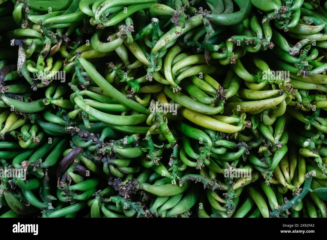 Gousses de vanille, Taha'a, Îles de la Société, Polynésie française. Banque D'Images