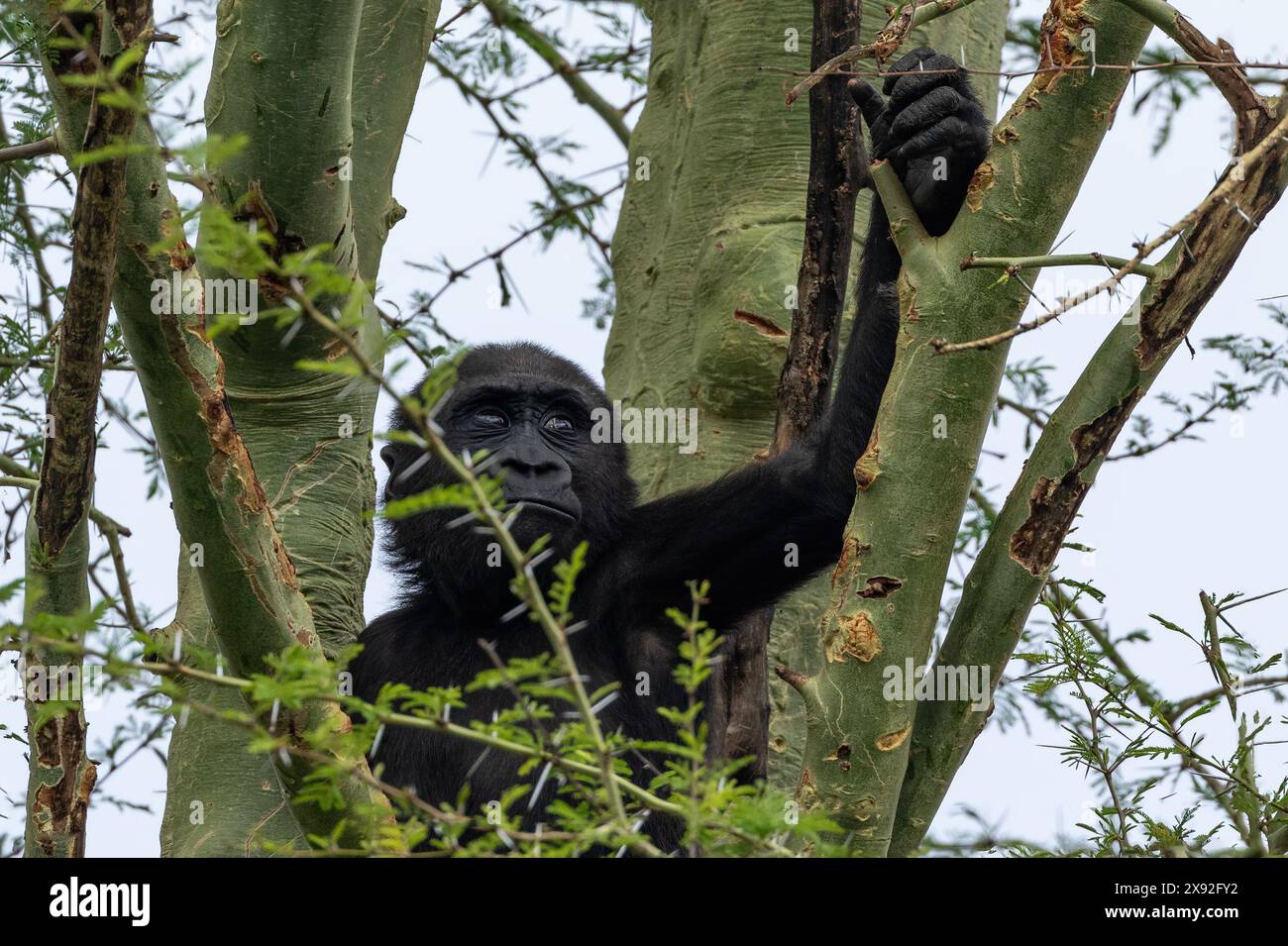 Gros plan sur le jeune arbre grimpant de Western Lowland Gorilla (Gorilla Gorilla Gorilla). Banque D'Images