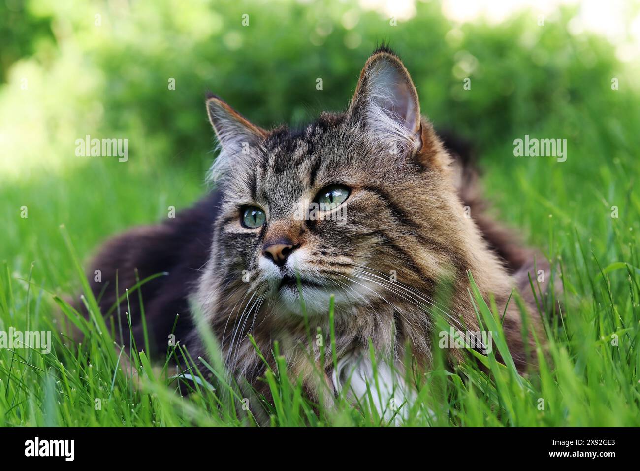 Un chat norvégien de la forêt couché détendu dans l'herbe Banque D'Images